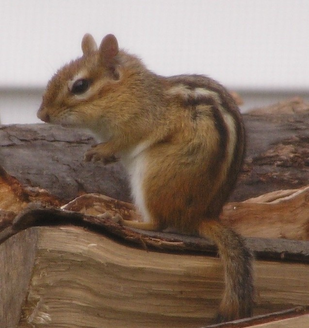 Welcome Stranger!  I'm Chippy at your service.....